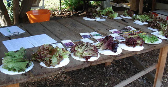 Outdoor tasting event with plates of green and red lettuce arranged on a wooden table, accompanied by information cards.
