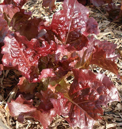 Close-up of vibrant red lettuce leaves with ruffled edges, resting on brown mulch.