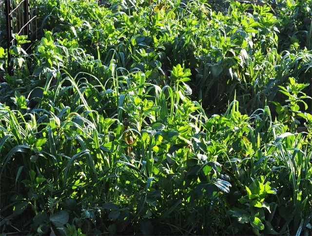 Cover crop (click enlarge)