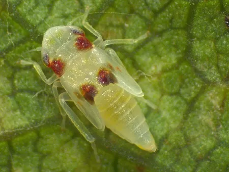 Virginia creeper leafhopper nymph