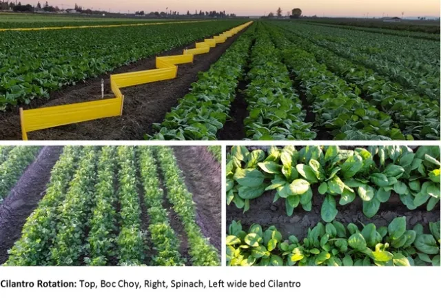 IR4 plantback trial image