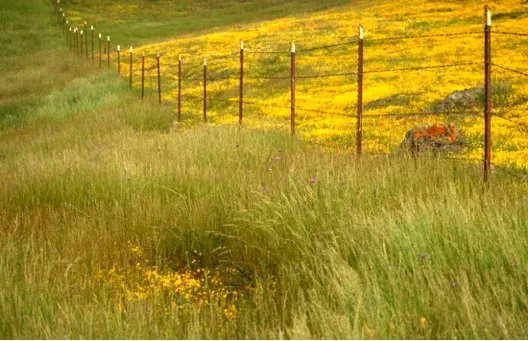 Photo Credit: Stuart Weiss, Creekside Center for Earth Observation. Stu@creeksidescience.com