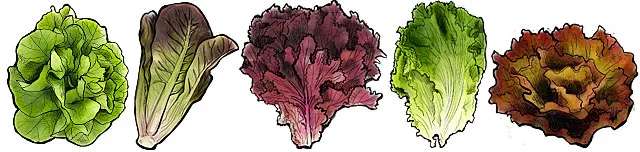 Grow Lettuce in Summer!