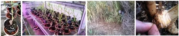 Production of arundo microplants used to establish arundo armored scale