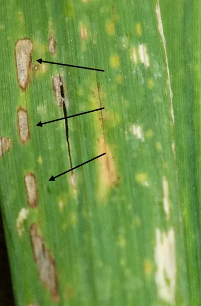 Figure 3. Advanced lesions showing sporulation (small dark spots) within the central, ash colored region of the lesion.