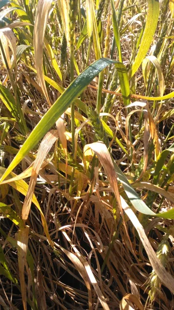 Figure 6. Waterlogging in wheat with Septoria, Delta