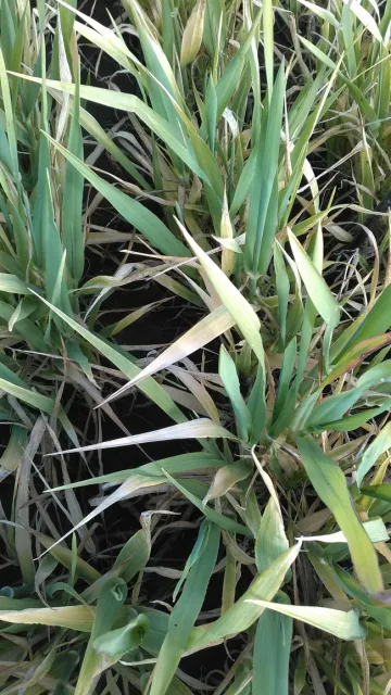 Figure 9. Waterlogging in barley that recovered later, Dunnigan