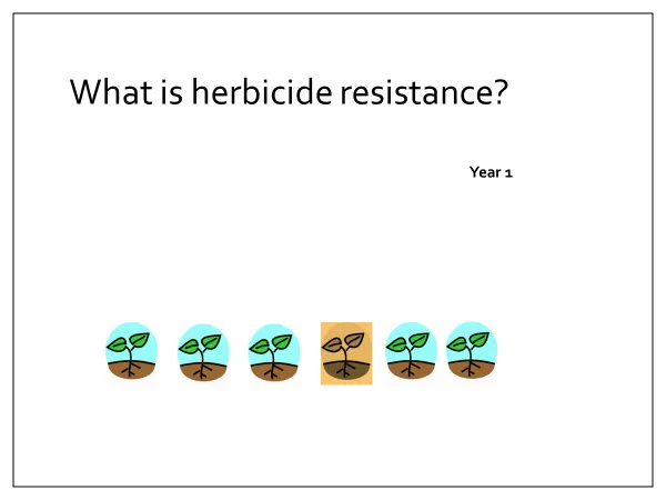 Year 1, Beginning of season