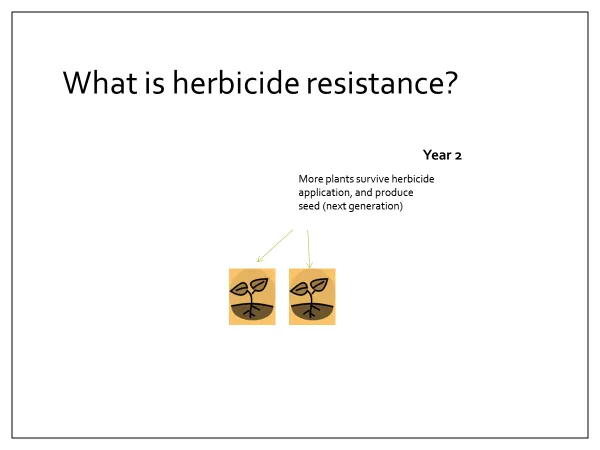 Year 2, End of season