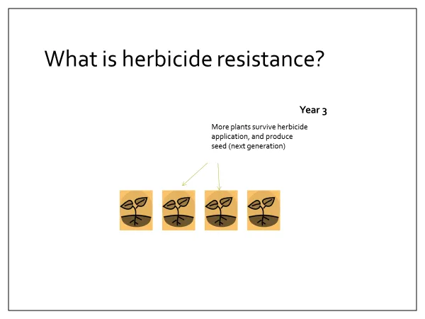 Year 3, End of season