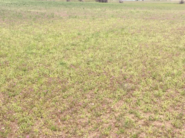 Bur buttercup with wheatgrass