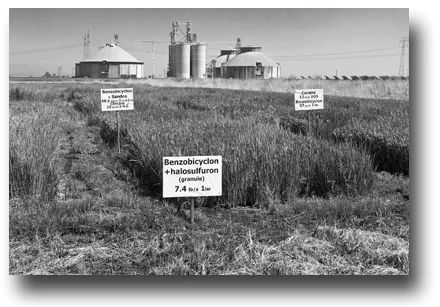 Early BUTTE® trials at the Rice Experiment Station, 2012