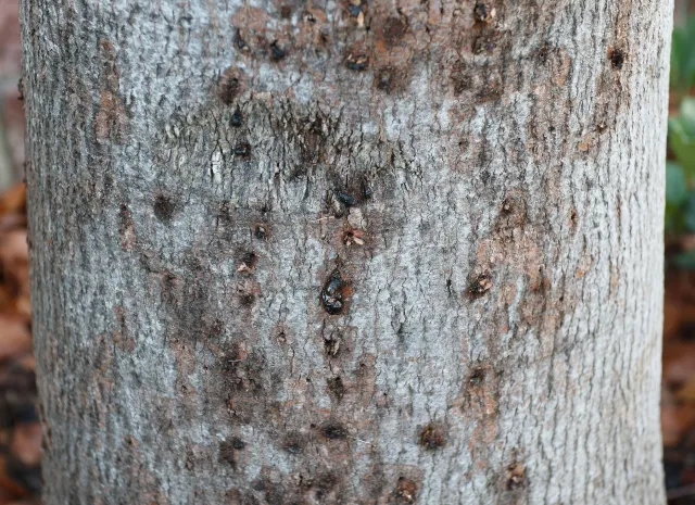 Gumming symptoms on Kurrajong. Source: Akif Eskalen, UCANR