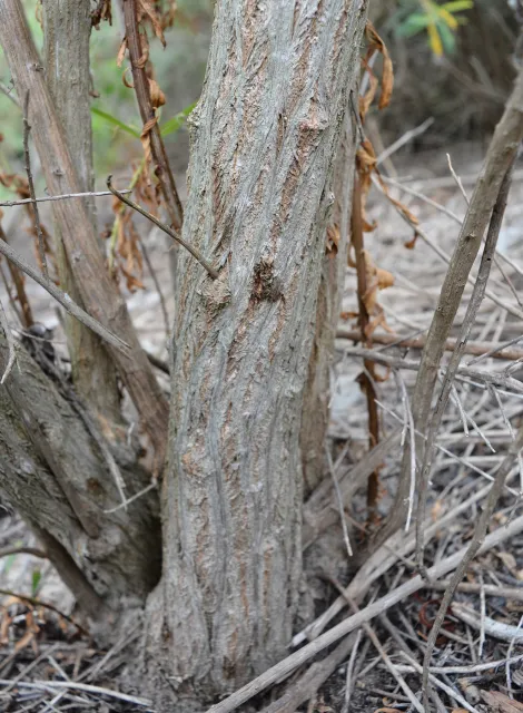 Symptoms on native Mulefat. Source: Akif Eskalen, UCANR