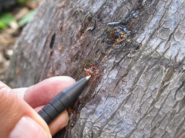 Gumming symptoms on Kentia palm with a pen for scale. Source: Akif Eskalen, UCANR