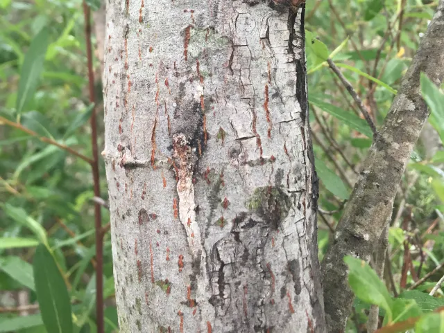 Symptoms on Goodding's black willow. Source: Akif Eskalen, UCANR