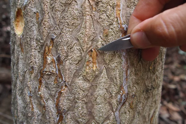 Gumming symptoms on Tree of Heaven with a knife for scale. Source: Akif Eskalen, UCANR