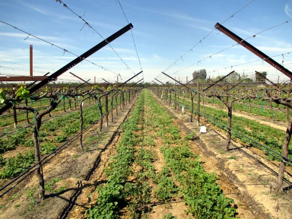 Image from Grapery Vineyard
