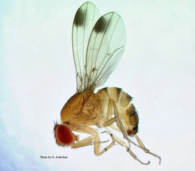 Drosophila suzukii male19