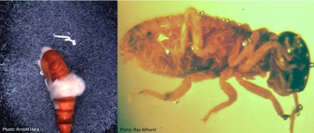 EPN-Beet armyworm pupa-Arnold Hara and Heterorhabditis sp in termite worker-Ray Akhurst