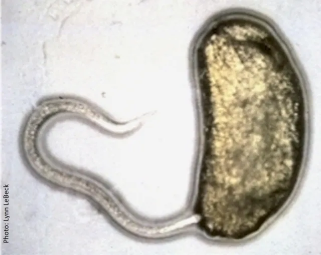 EPN-S. carpocapsae-first instar leafminer larva-Lynn LeBeck