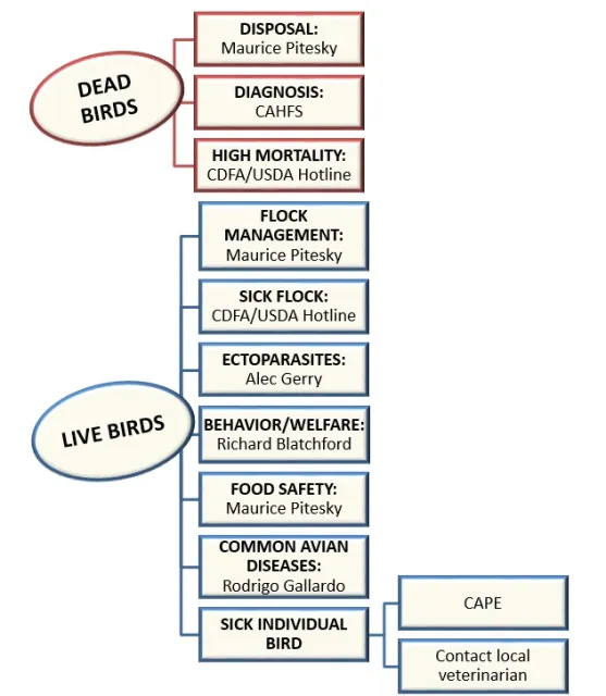 Poultry.Flowchart