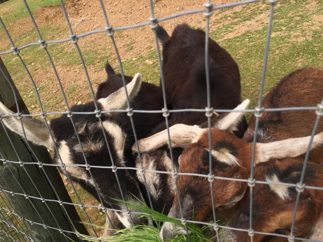Goats eating