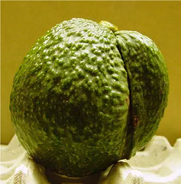 Avocado double fruit