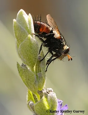 A tachinid fly nectaring on lavender. (Photo by Kathy Keatley Garvey)