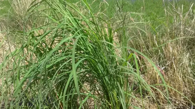 Mexican sprangletop that has already set seed (about 20 days after rice seeding)