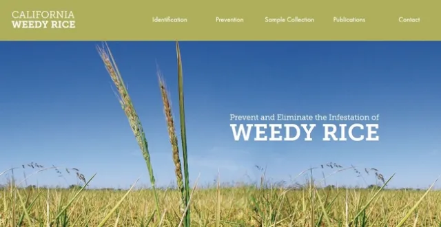 New website on California weedy rice information: www.caweedyrice.com