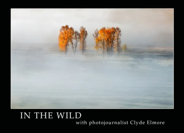 Two trees photo by Clyde Elmore