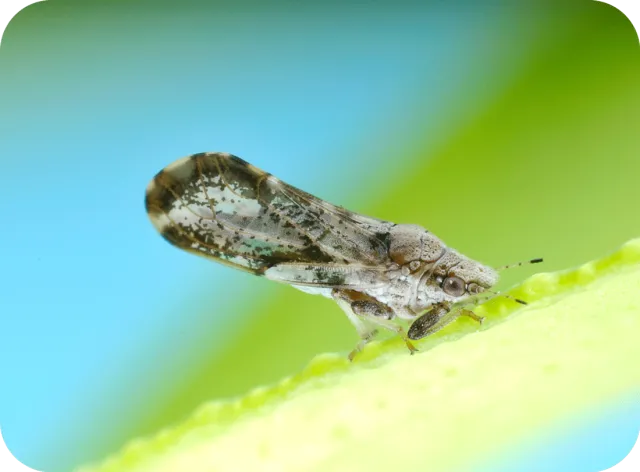 Asian_citrus_psyllid_D._citri_adult