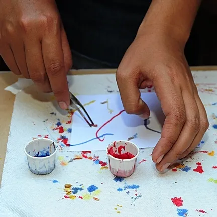 The making of maggot art. The word was coined by entomologist Rebecca O'Flaherty, a former graduate student at UC Davis. (Photo by Kathy Keatley Garvey)