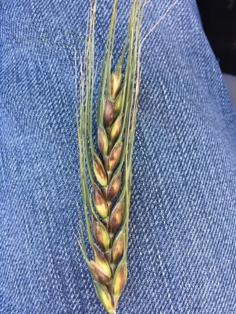 pseudo-black chaff, common wheat (1 of 2)