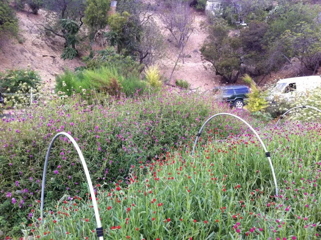 Silver Lake Farms Flower Beds