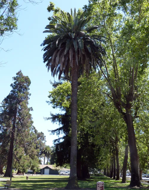 Canary Island Date Palm photo