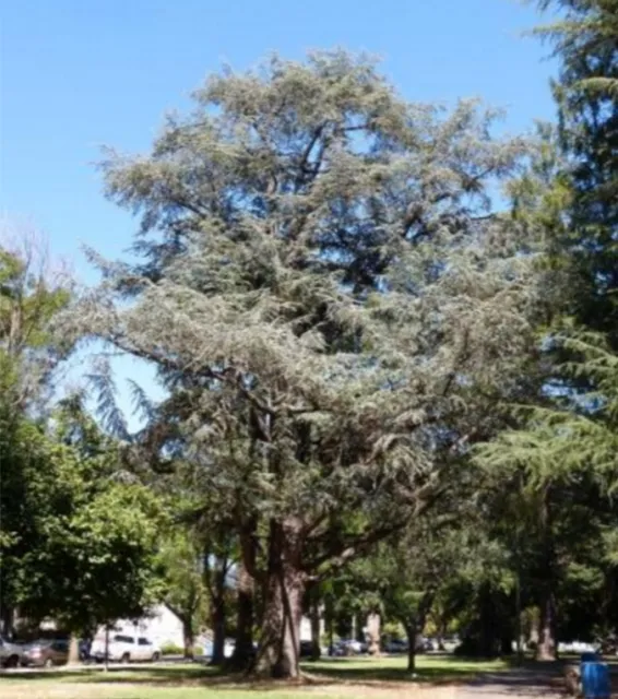 Blue Atlas Adler photo