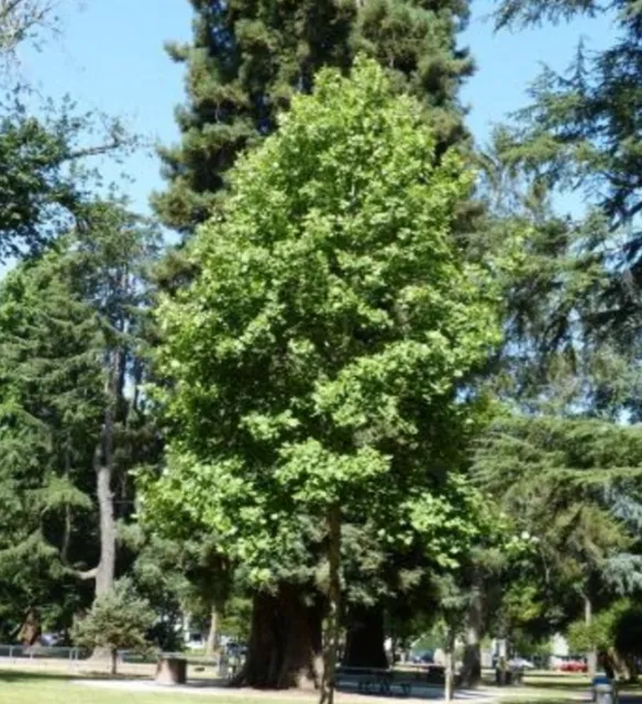Eastern Tulip Tree photo