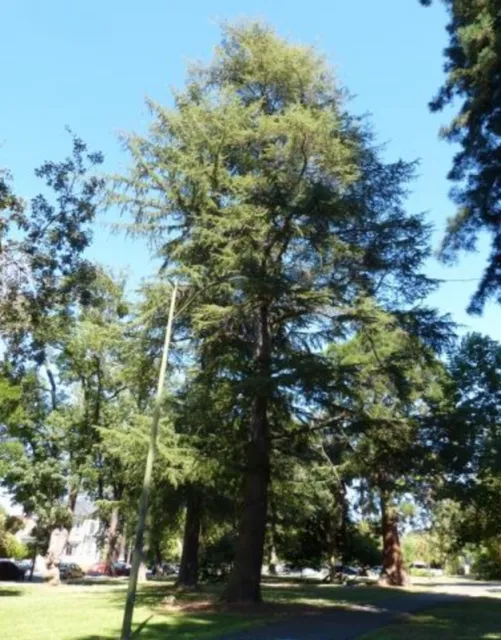 Deodar Cedar photo