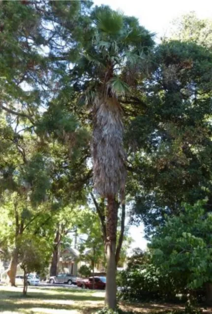 Mexican Fan Palm photo