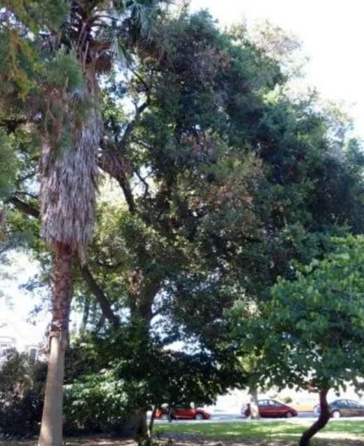 Coast Live Oak photo