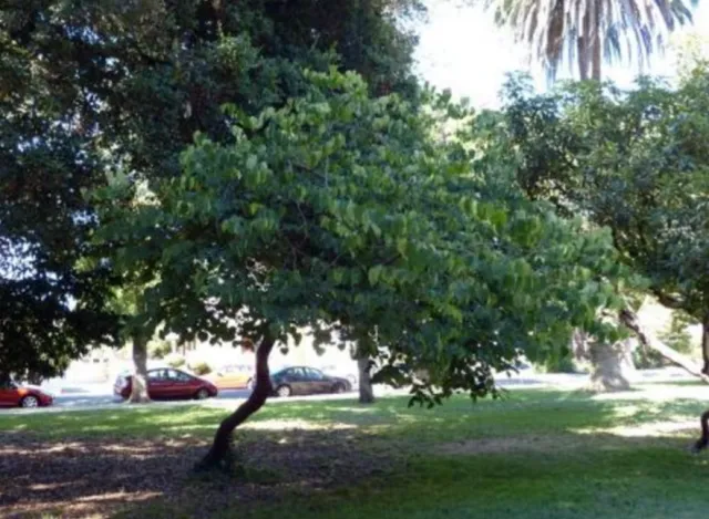 Eastern Redbud photo