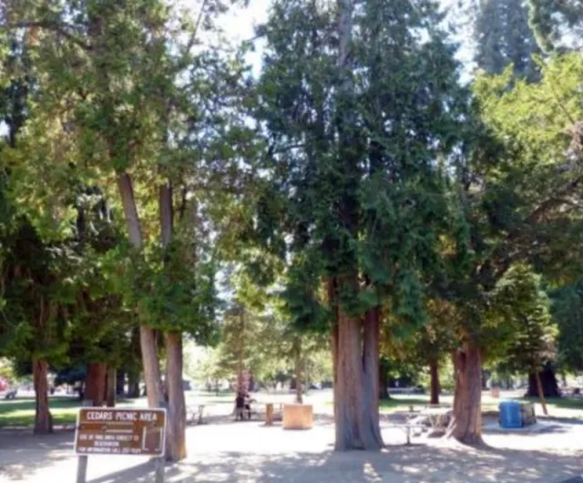 Lawson Cypress photo