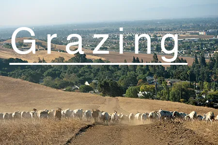 Hayward Fire Hazard Reducers-Brittany Cole Bush, Bolinas copy