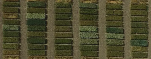 2017 UC Small Grain Variety Testing Program