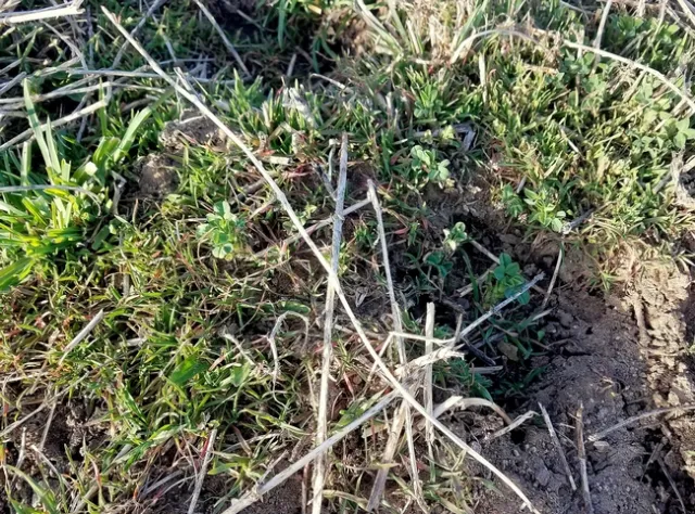 Dense cheatgrass seedlings in alfalfa/orchardgrass field