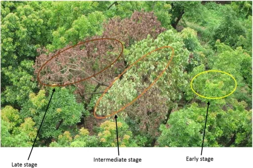 Laurel Wilt progress