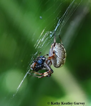 A spider eating its prey during the partial solar eclipse in Vacaville, Calif. (Photo by Kathy Keatley Garvey)