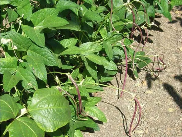 Clusters of Chinese Mosaic long beans